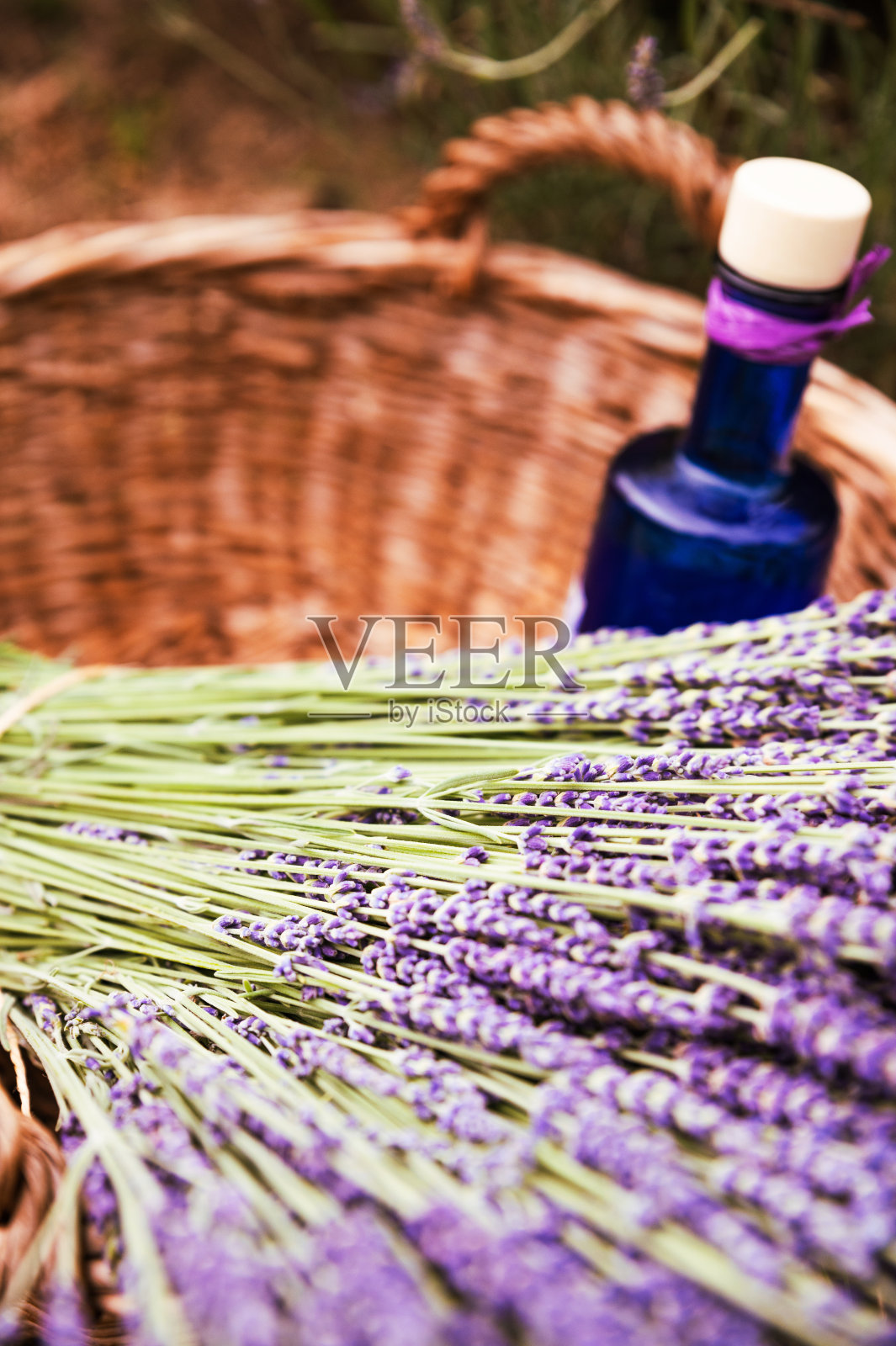 薰衣草精油在漂亮的瓶子里在手照片摄影图片