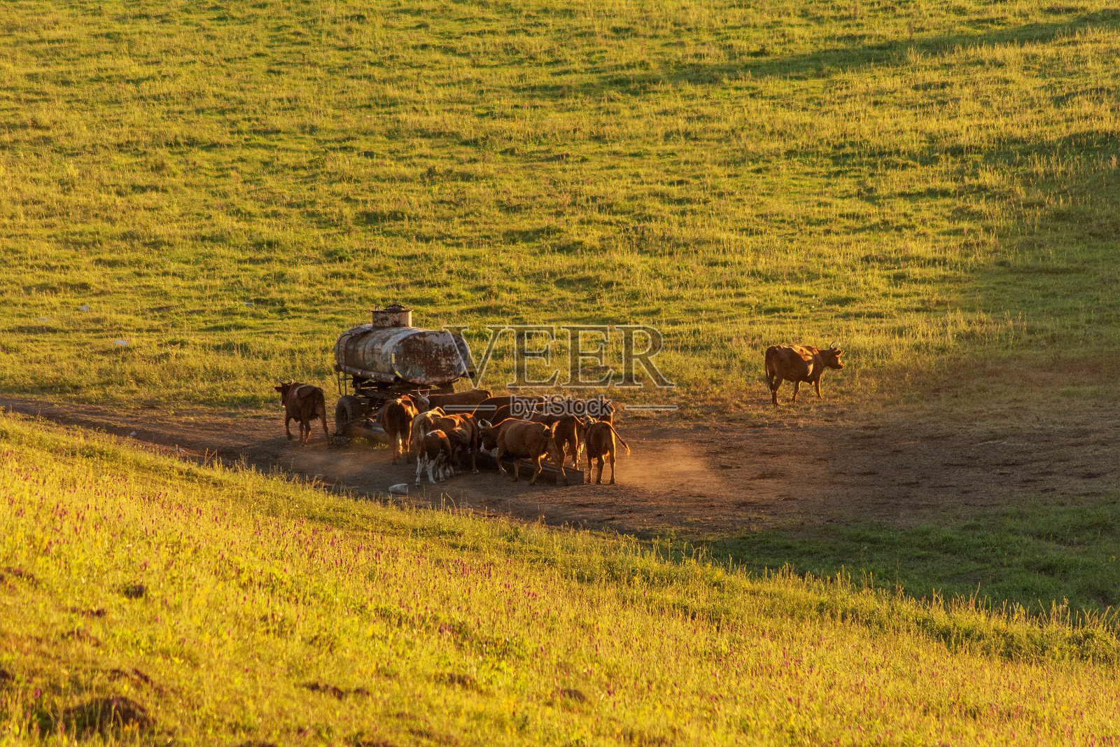 牛从牧场上一个生锈的旧桶里喝水。照片摄影图片