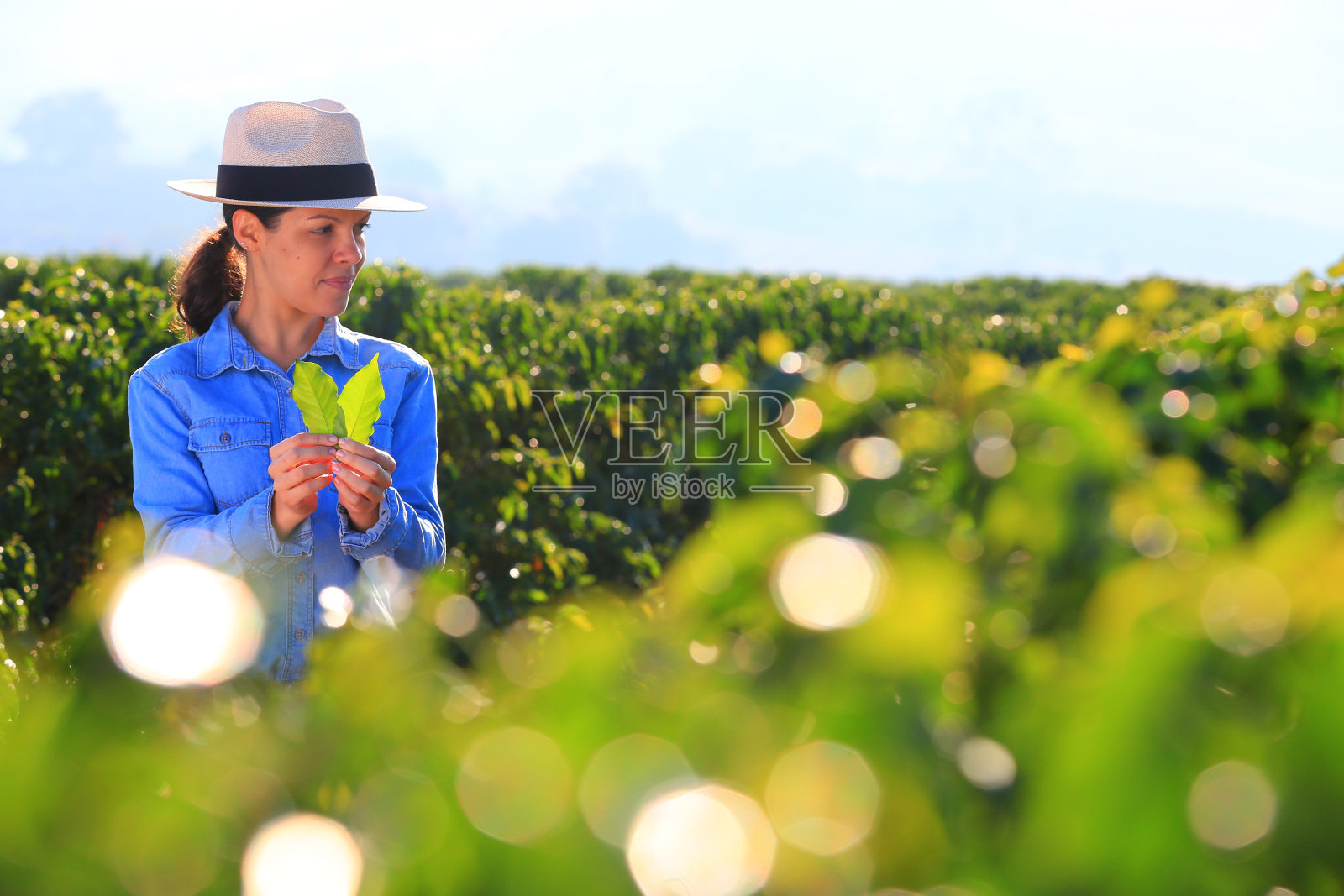 咖啡种植园的农妇照片摄影图片