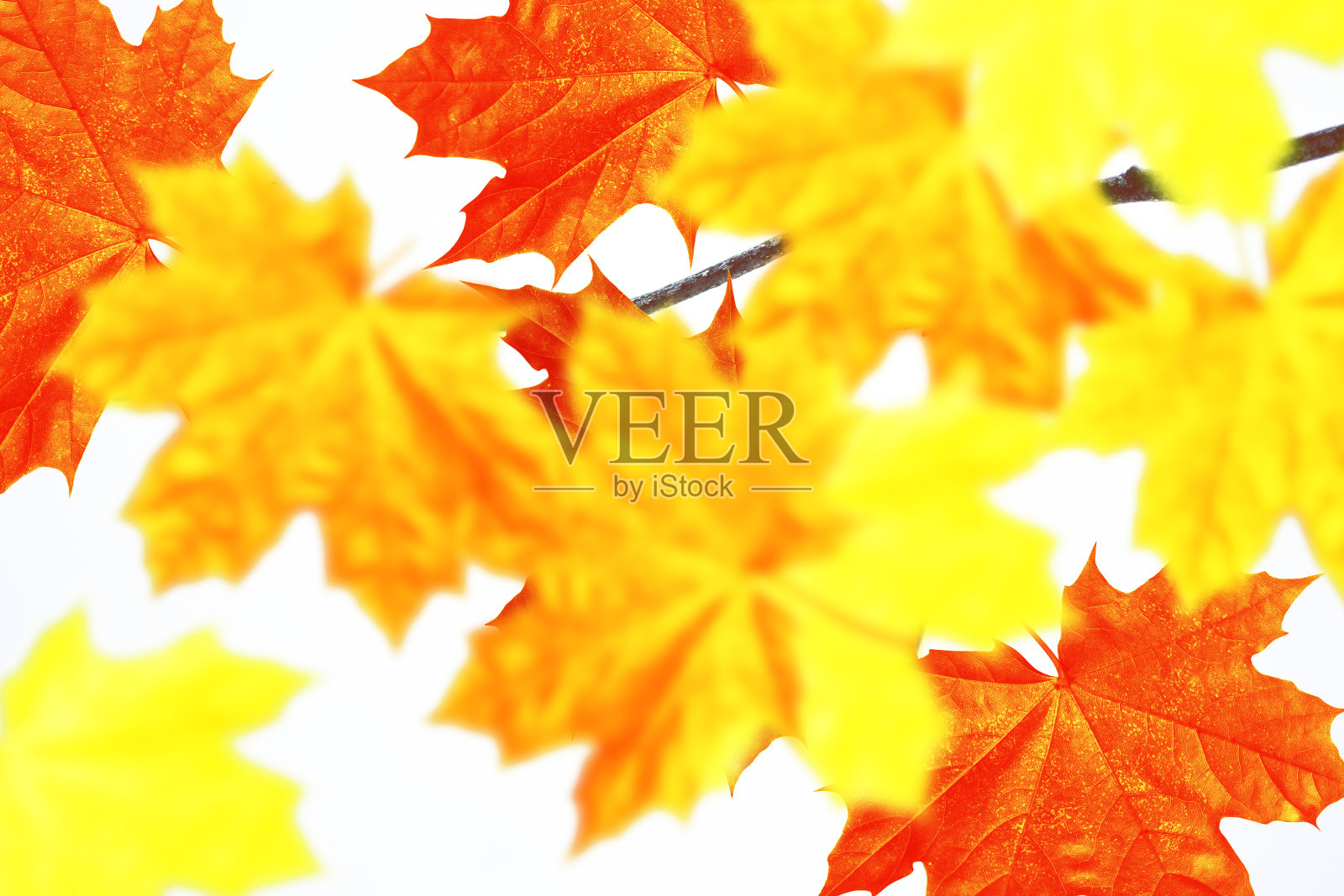 明亮的色彩斑斓的树叶。印度的夏天。树叶照片摄影图片