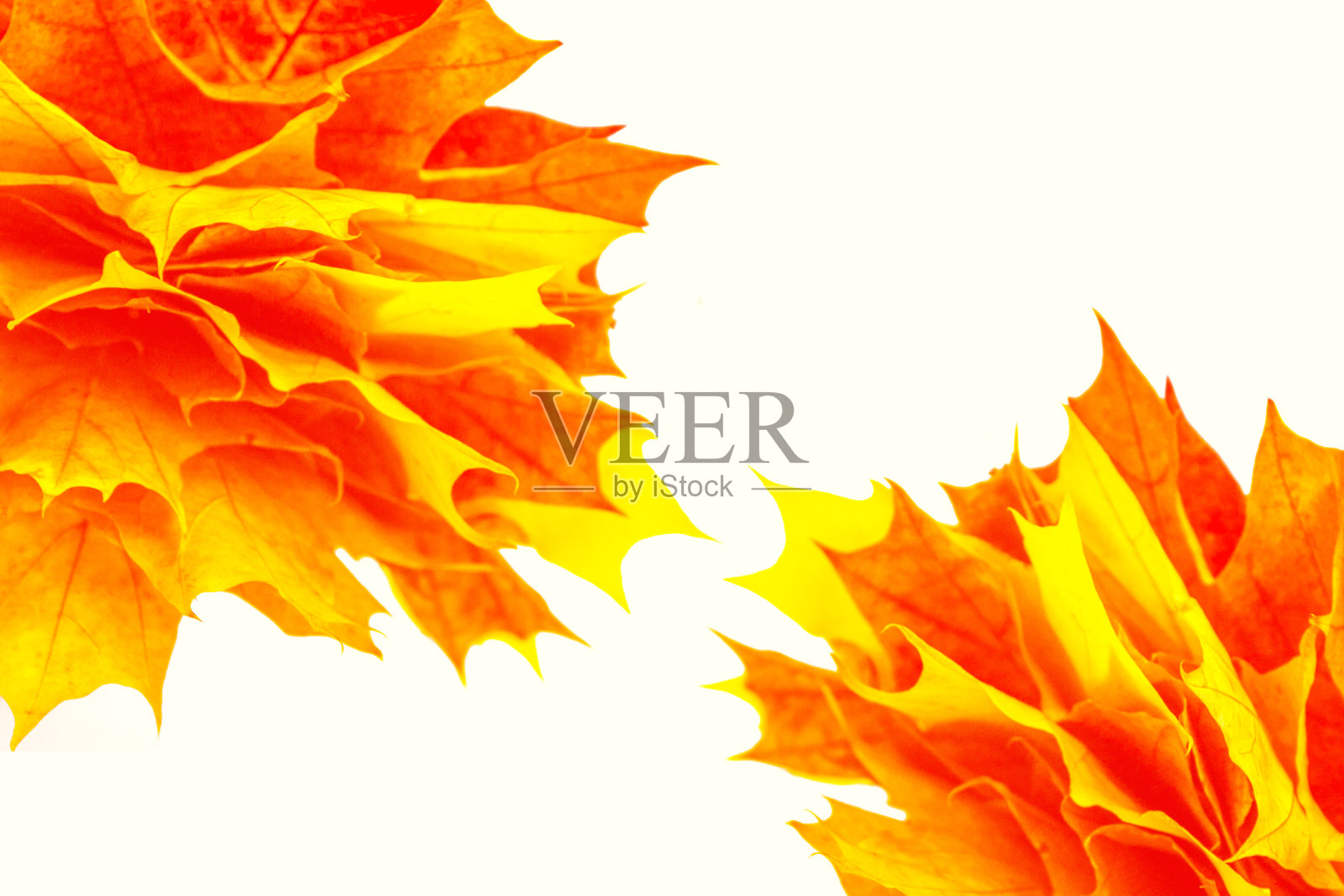 白色背景上的秋日枫叶。照片摄影图片