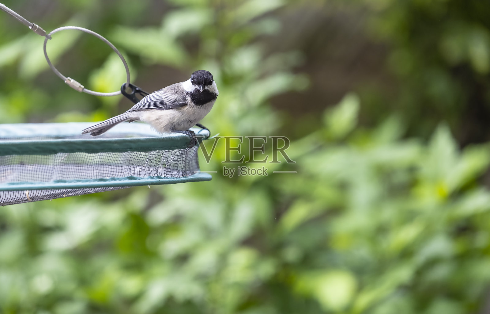 一只黑顶山雀坐在喂食盘上照片摄影图片