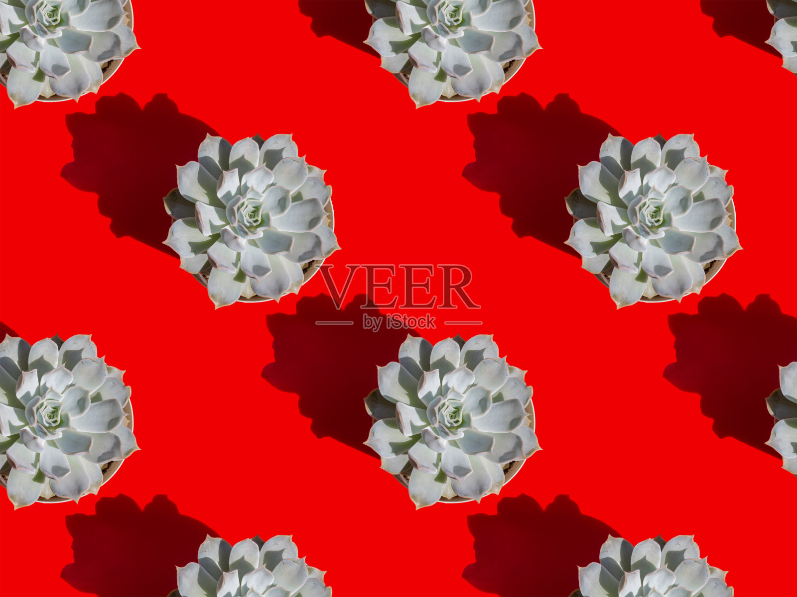 红色背景上的肉质紫堇。无缝论。硬阴影。照片摄影图片