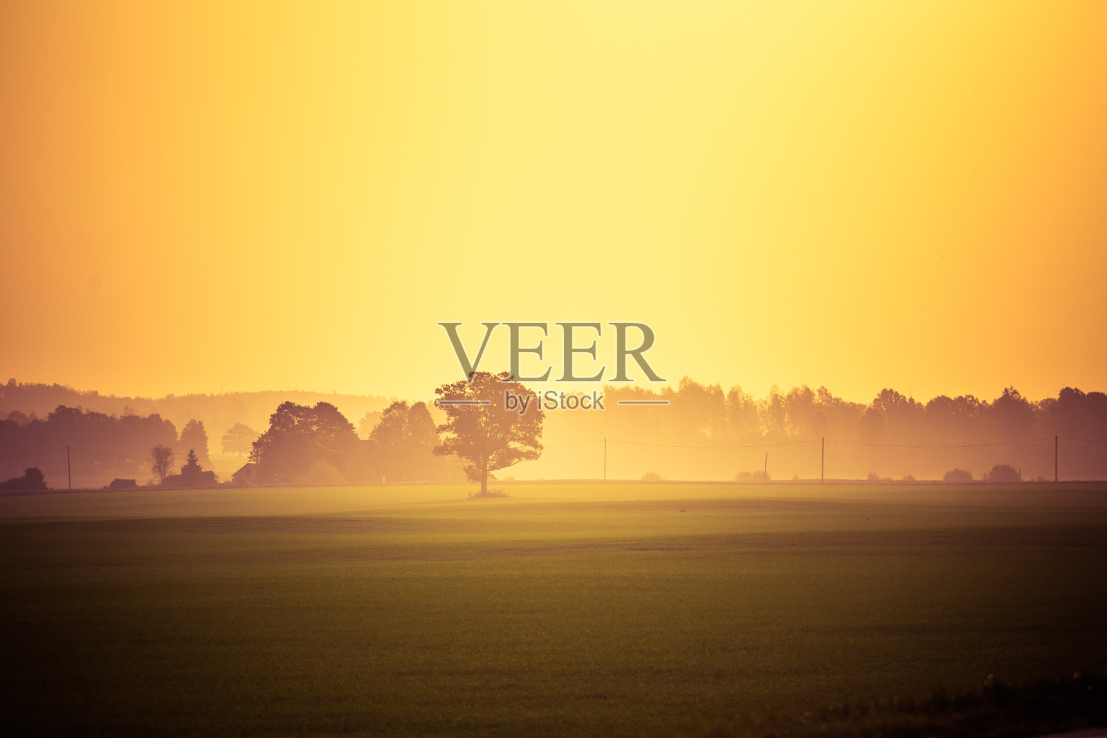 远处有树的田野在薄雾蒙蒙的早晨。照片摄影图片