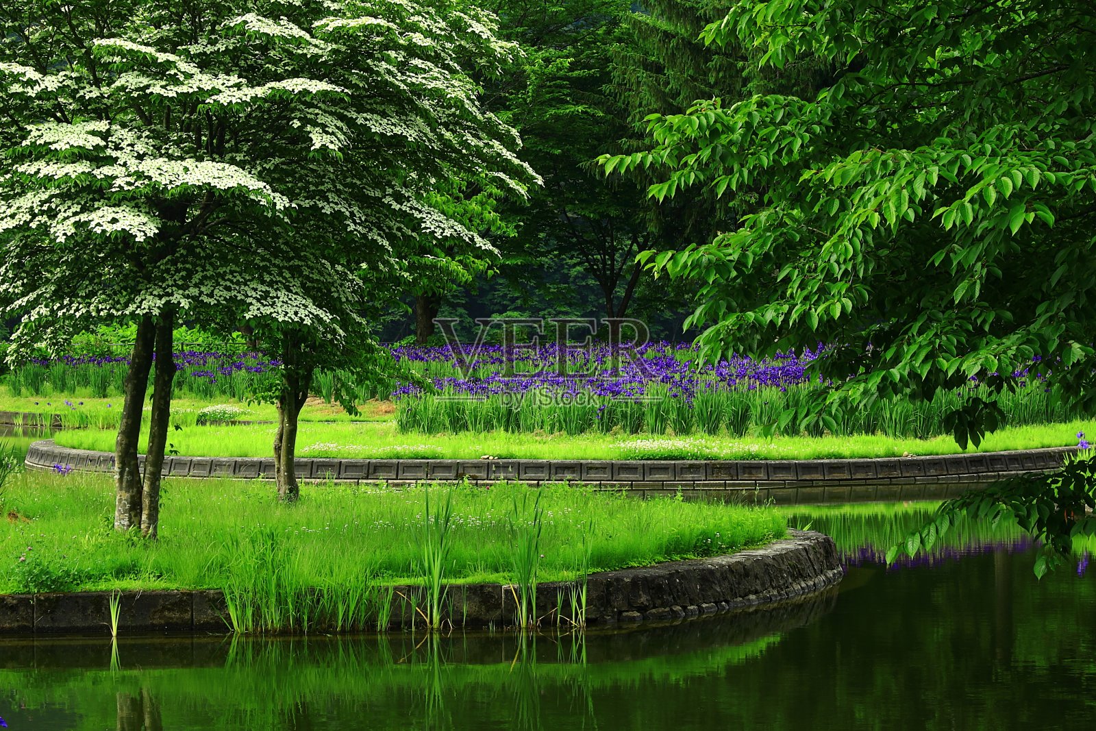 蝴蝶花在湖岸盛开照片摄影图片