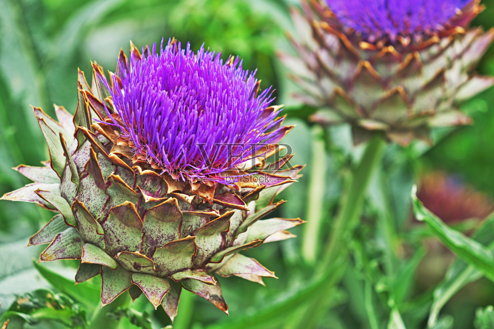 洋蓟照片摄影图片
