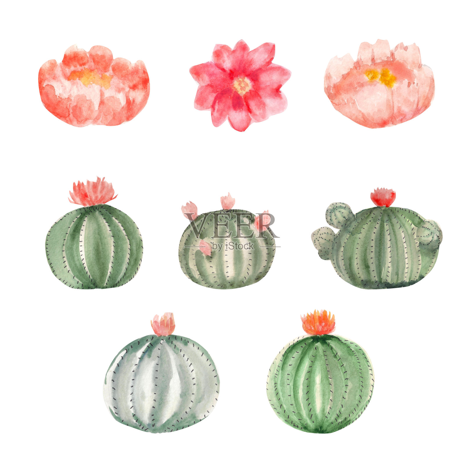 水彩画一套圆形盛开的仙人掌与单独的花。为设计元素设计元素图片