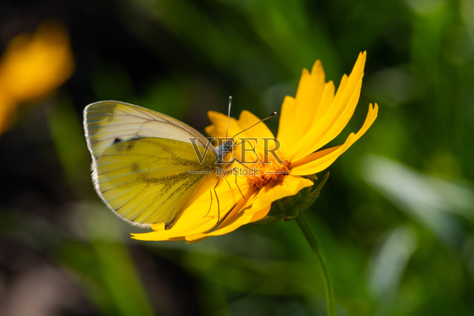 黄蝴蝶在桔黄色的花上采集花蜜照片摄影图片