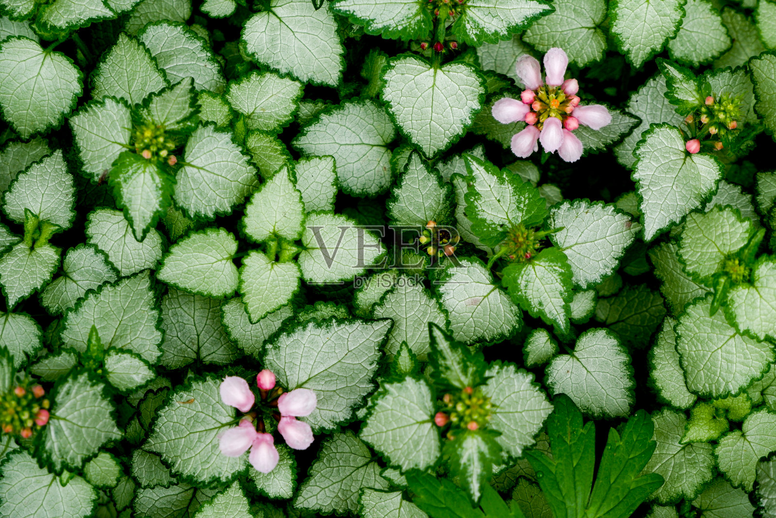美丽的花的背景。斑点死荨麻生长在地上照片摄影图片