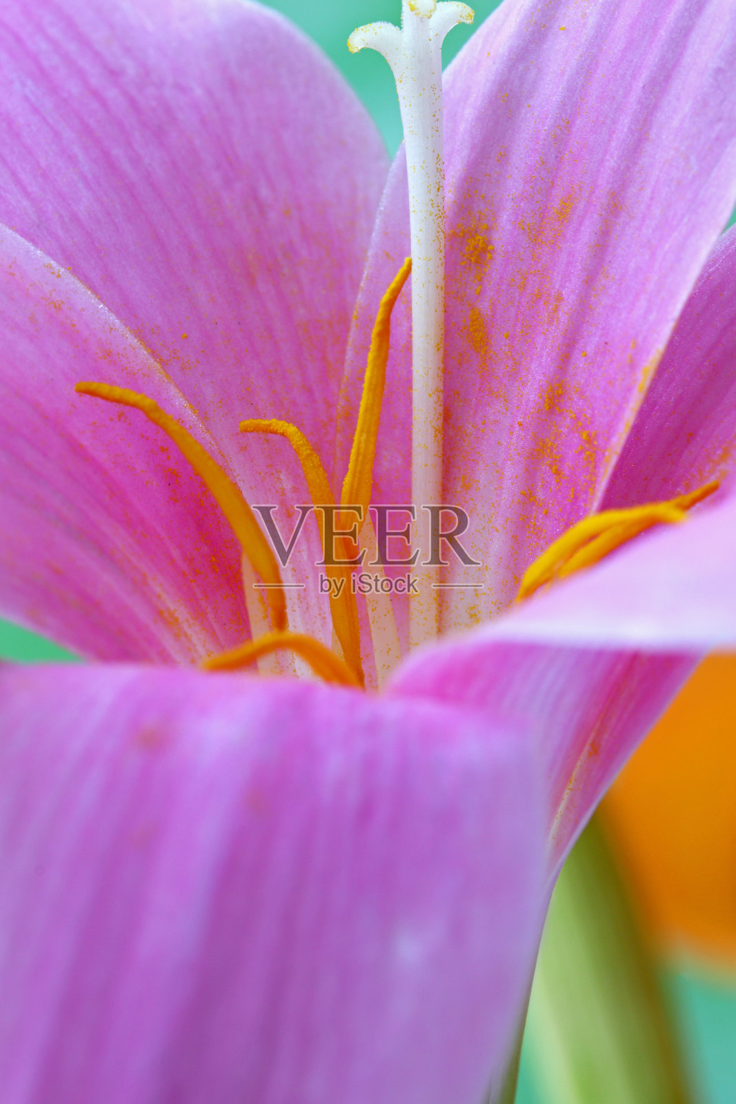 特写粉花细节照片摄影图片