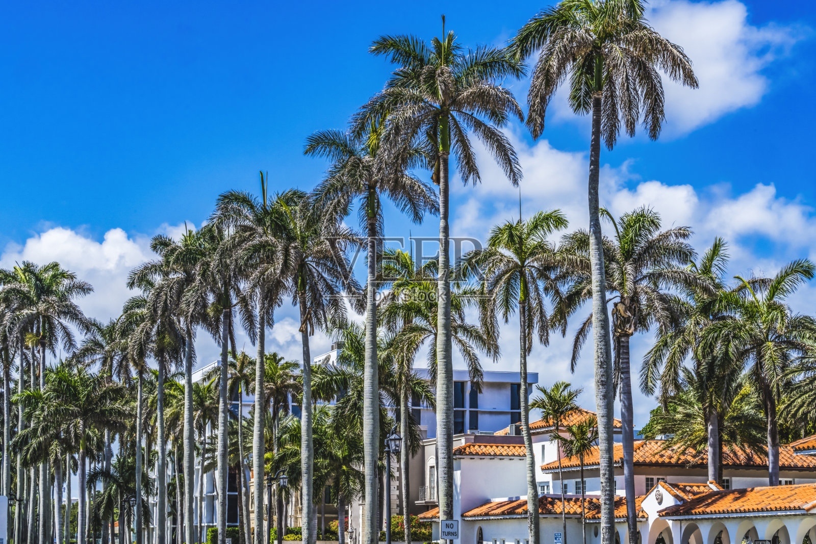 棕榈树建筑佛罗里达棕榈滩照片摄影图片