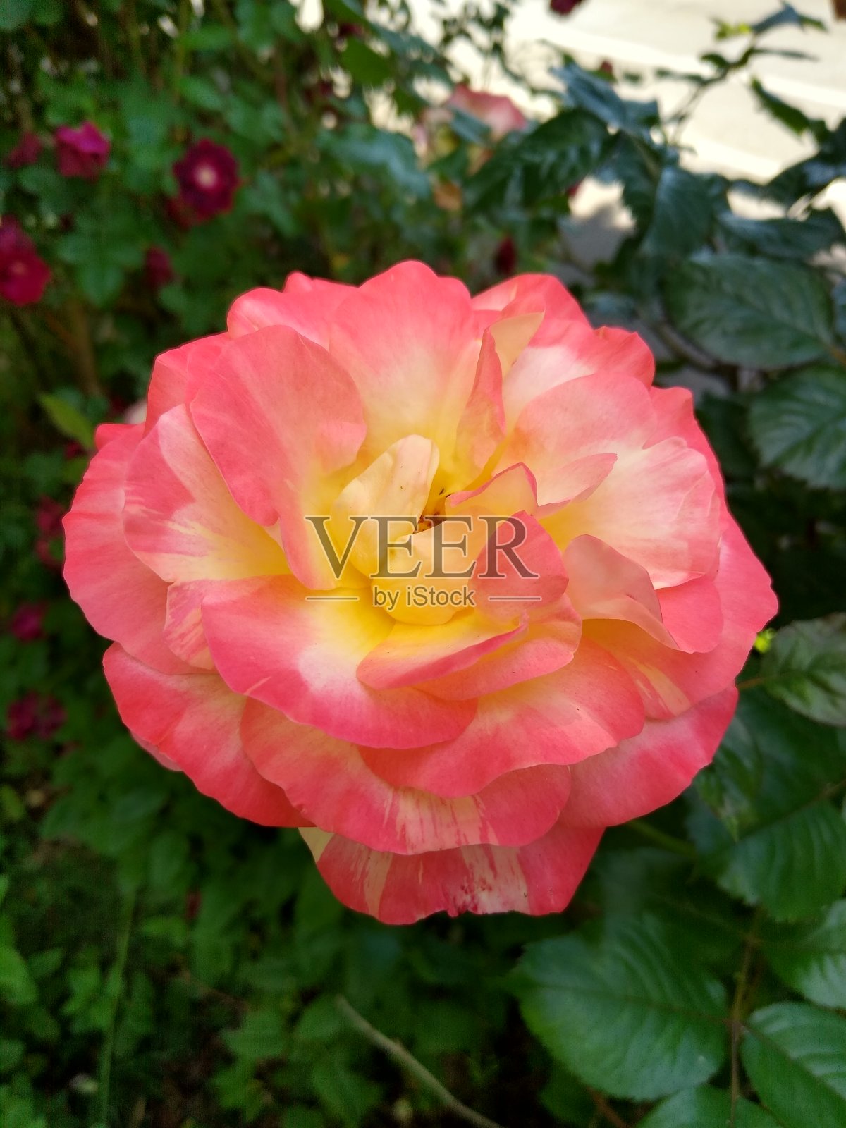 一朵粉红色和黄色相间的玫瑰照片摄影图片