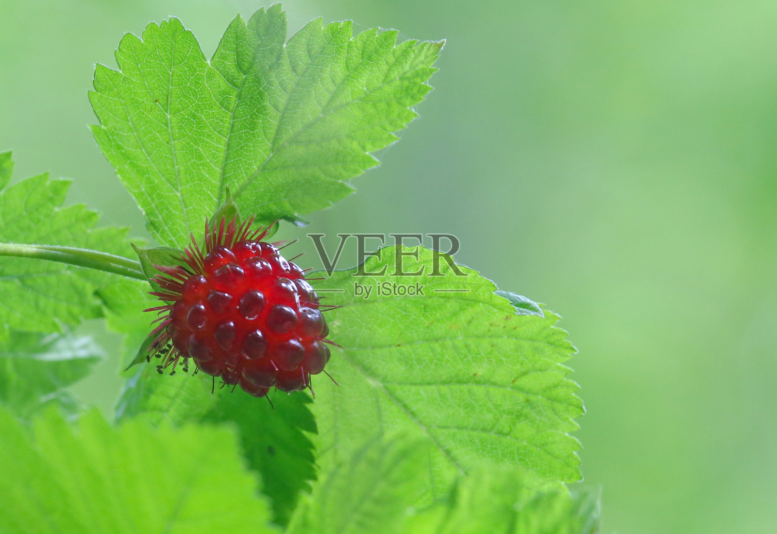 美莓浆果照片摄影图片