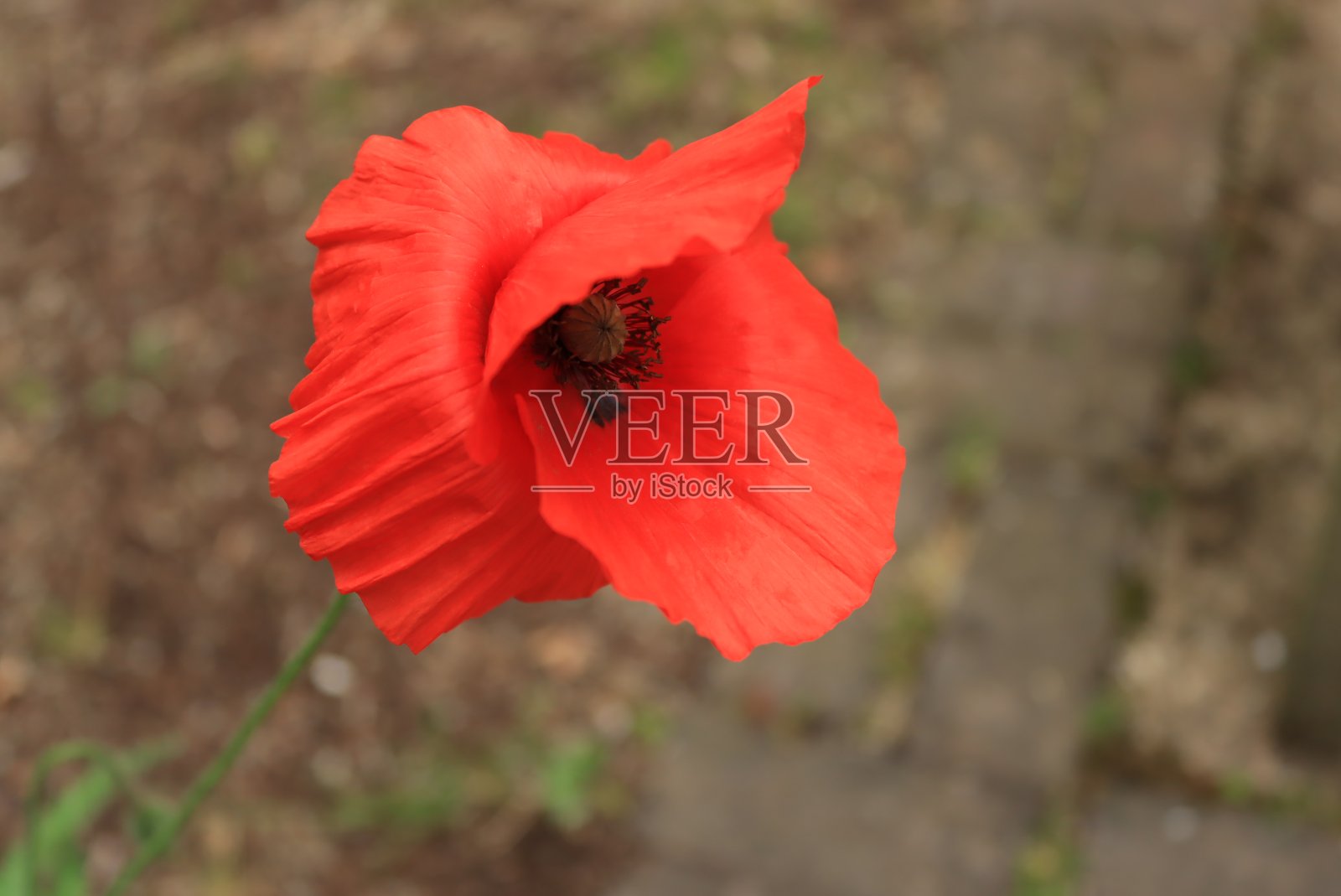 脆弱照片摄影图片