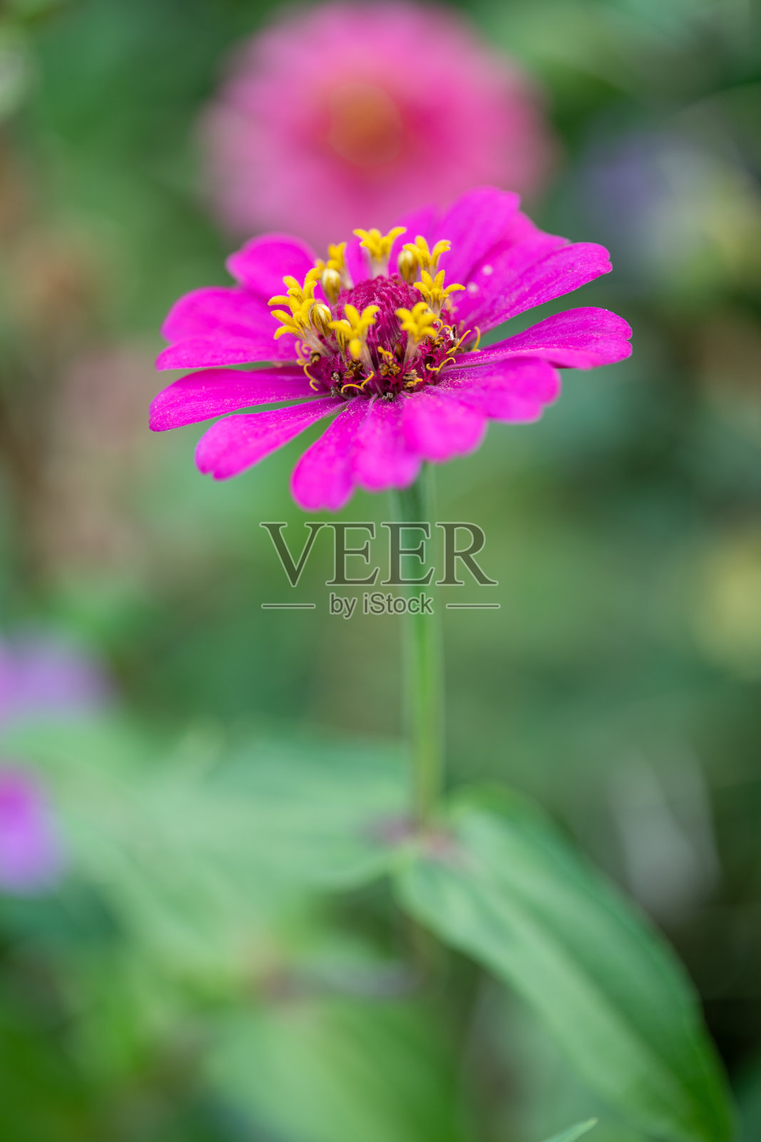 接近百日草花在绿色叶的背景。热带园林百日菊属向日葵科。所有的花都是红色、粉色和黄色的。照片摄影图片