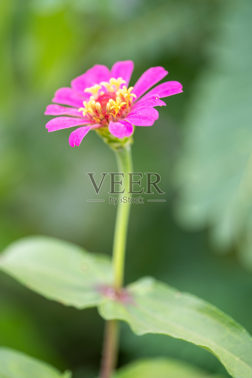 接近百日草花在绿色叶的背景。热带园林百日菊属向日葵科。所有的花都是红色、粉色和黄色的。照片摄影图片