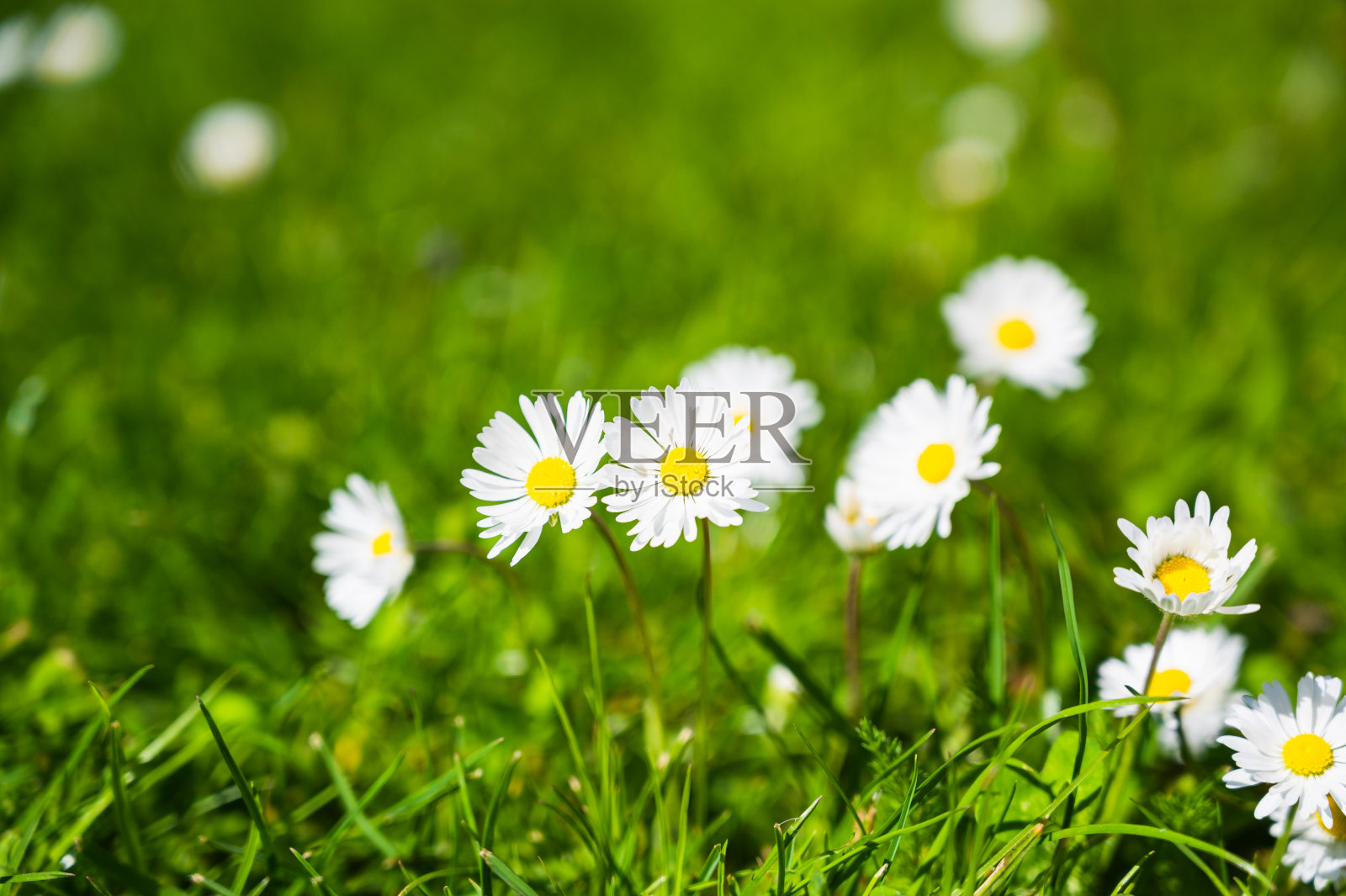 草地上盛开的雏菊的特写镜头照片摄影图片