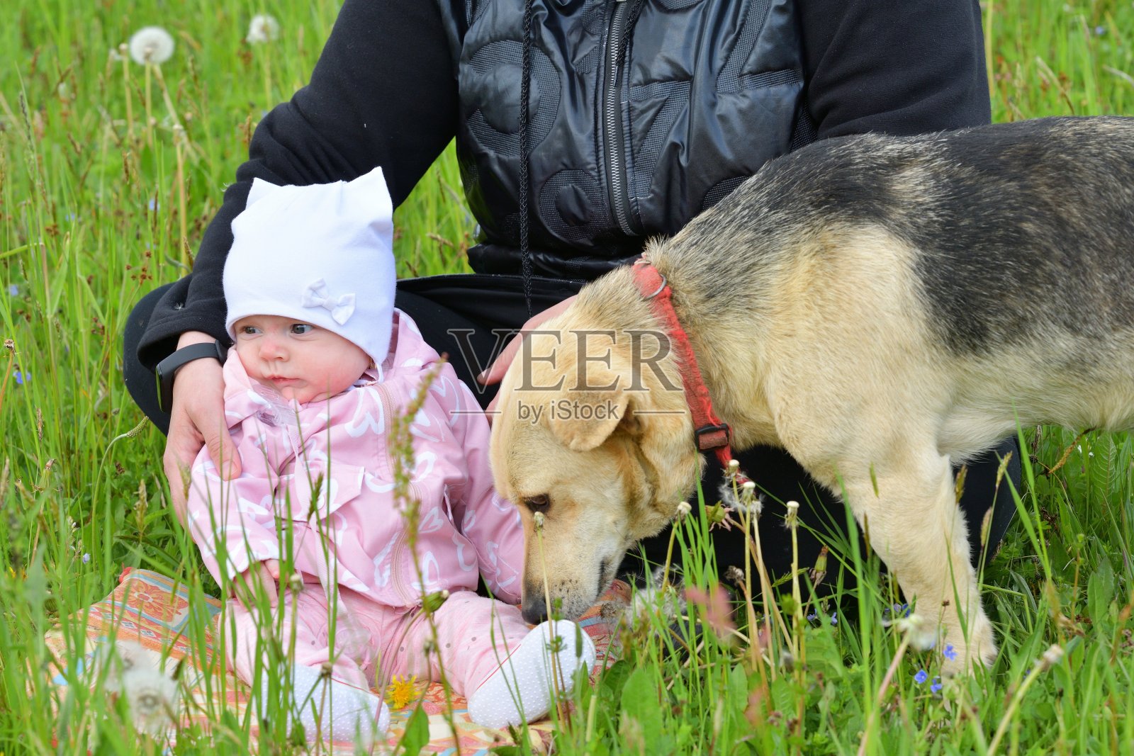 母亲和她的女婴和家养的宠物狗相爱照片摄影图片
