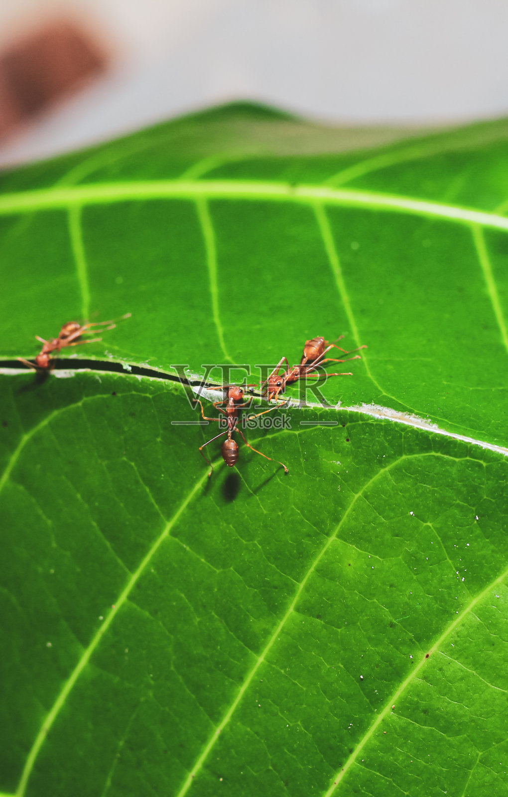 红织蚁团队,红蚁团队。团队合作的概念。红火蚁筑巢。蚂蚁在树叶上筑巢。照片摄影图片