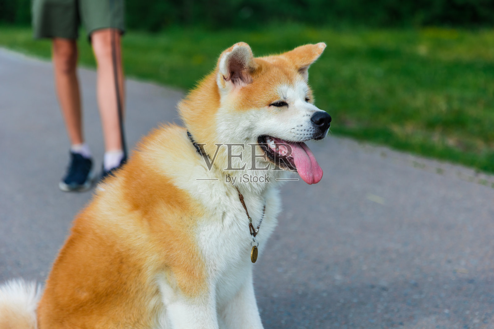 一只秋田犬坐在绿色草坪附近一条灰色的柏油路上照片摄影图片