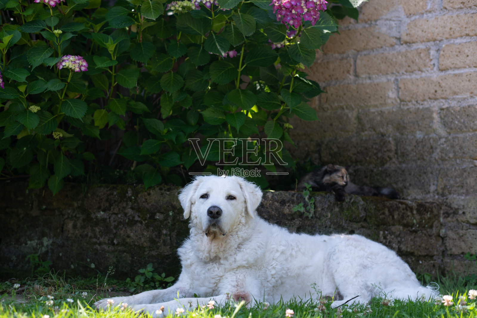 非常快乐的狗在花园里照片摄影图片