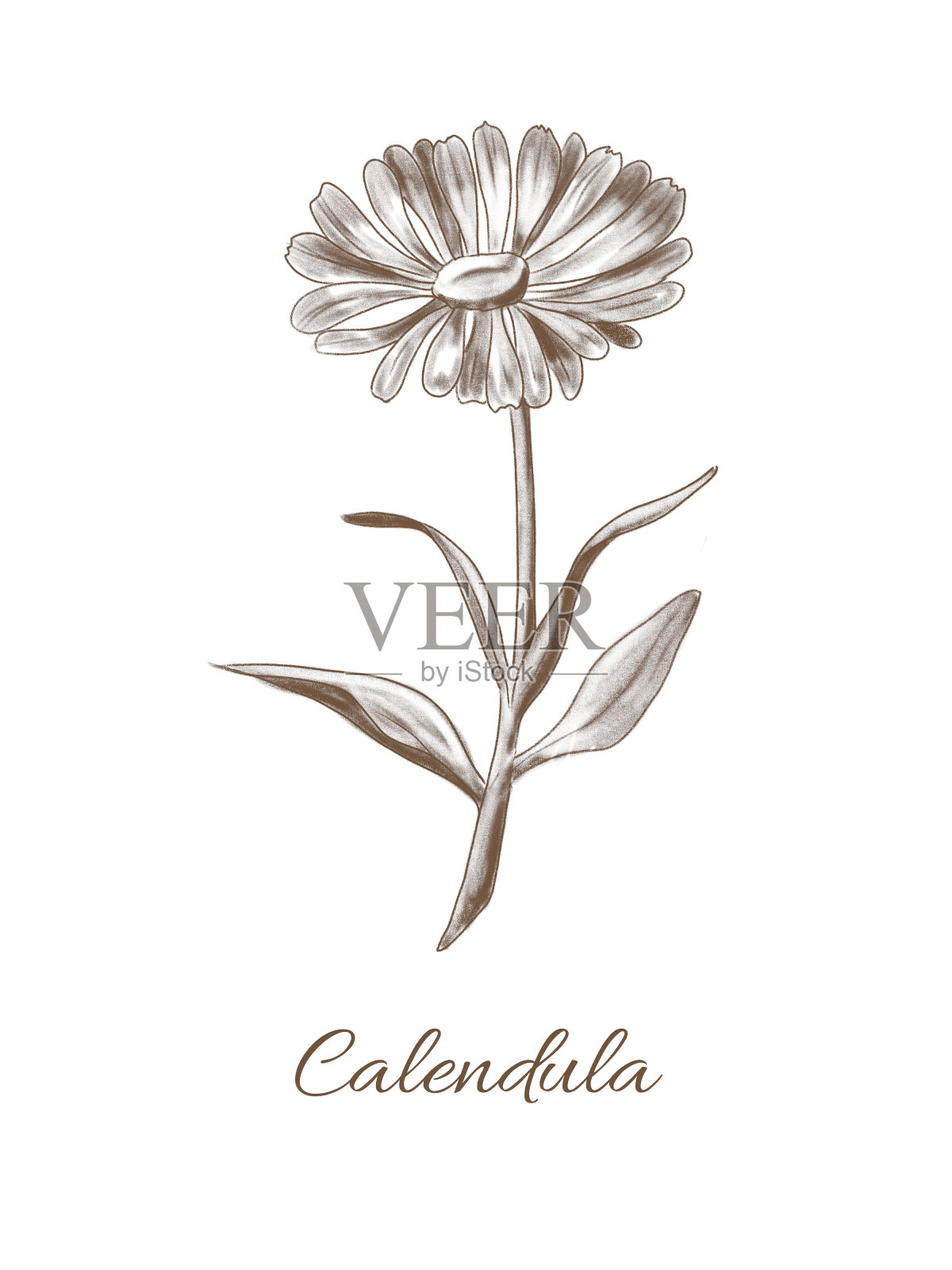 古董植物金盏草插画图片素材