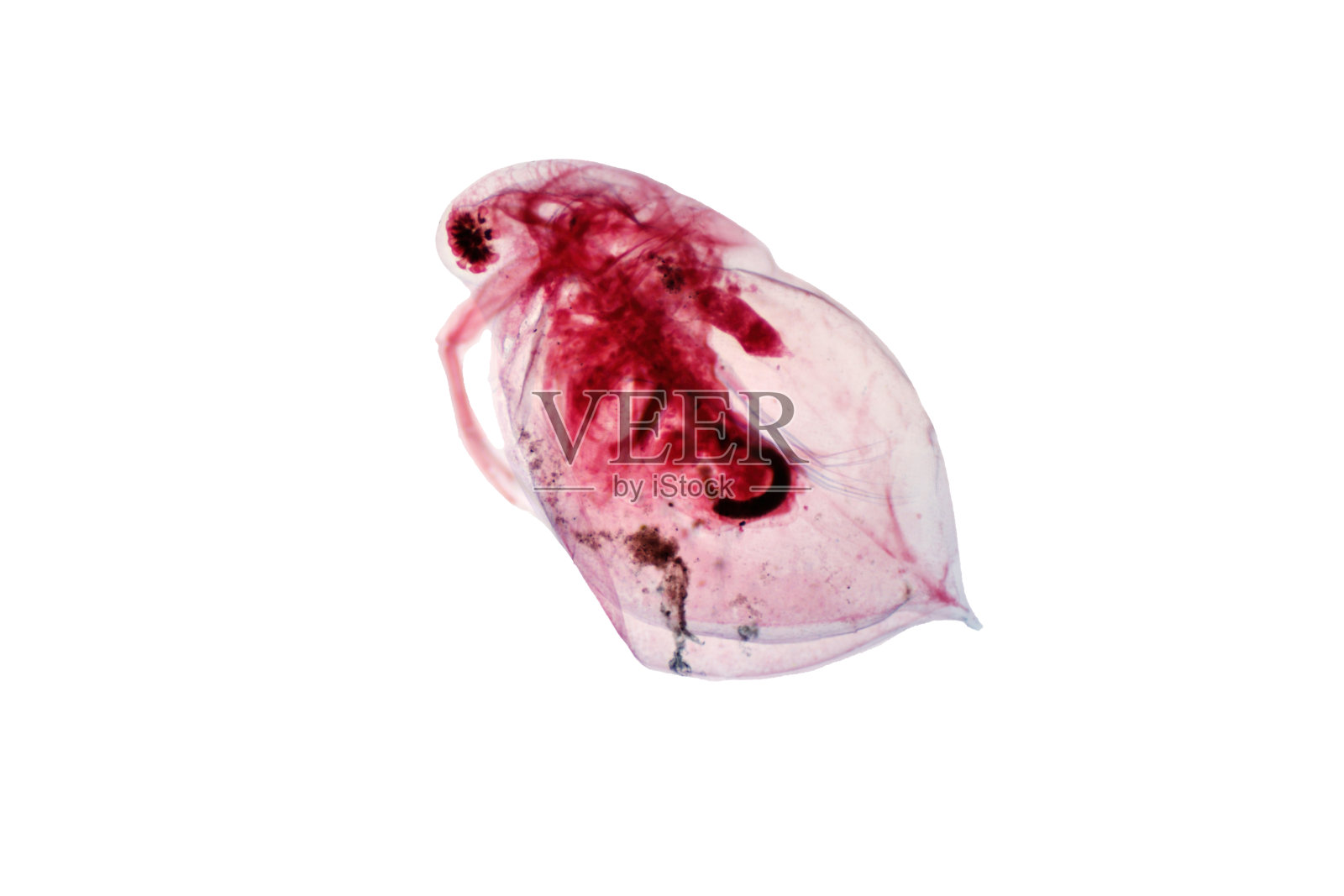 生物教育用光学显微镜观察水蚤。照片摄影图片