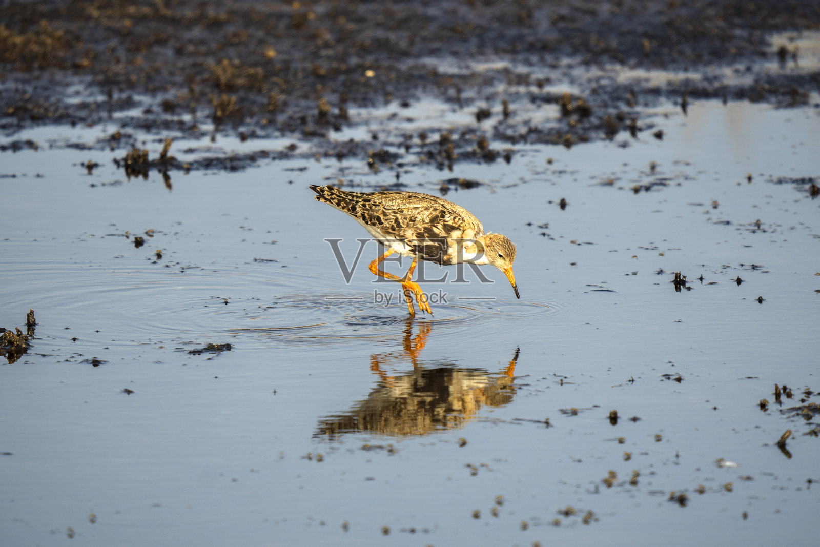 意大利托斯卡纳marremma Grosseto, Castiglione della Pescaia, Diacia Botrona自然保护区,鸟类观察沼泽希曼托普斯希曼托普斯意大利骑士特林加Totanus Pettegola和Heroni照片摄影图片