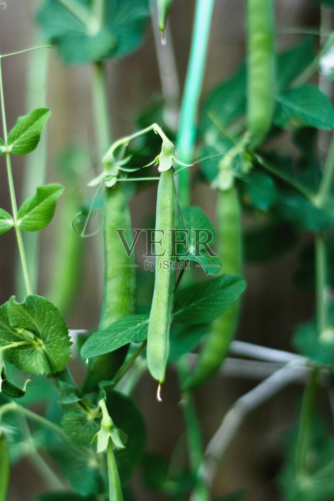 菜豆荚生长在花园,夏季蔬菜收获照片摄影图片