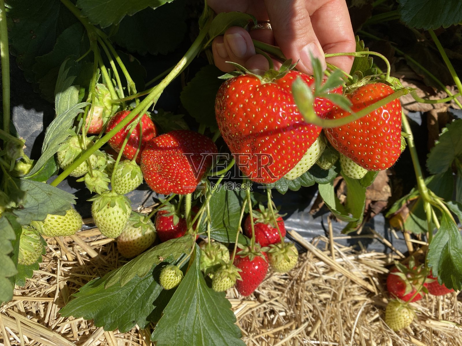 一个女人的手拿着成熟的大草莓。照片摄影图片