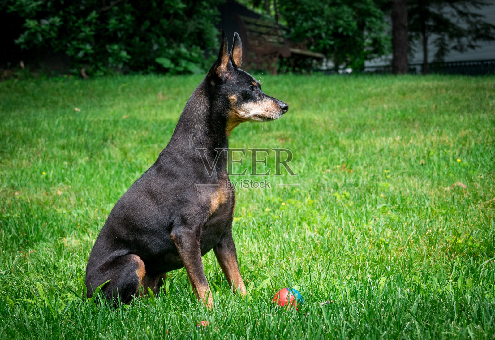 成熟的黑色雄性微型犬王纯种坐在草坪上照片摄影图片