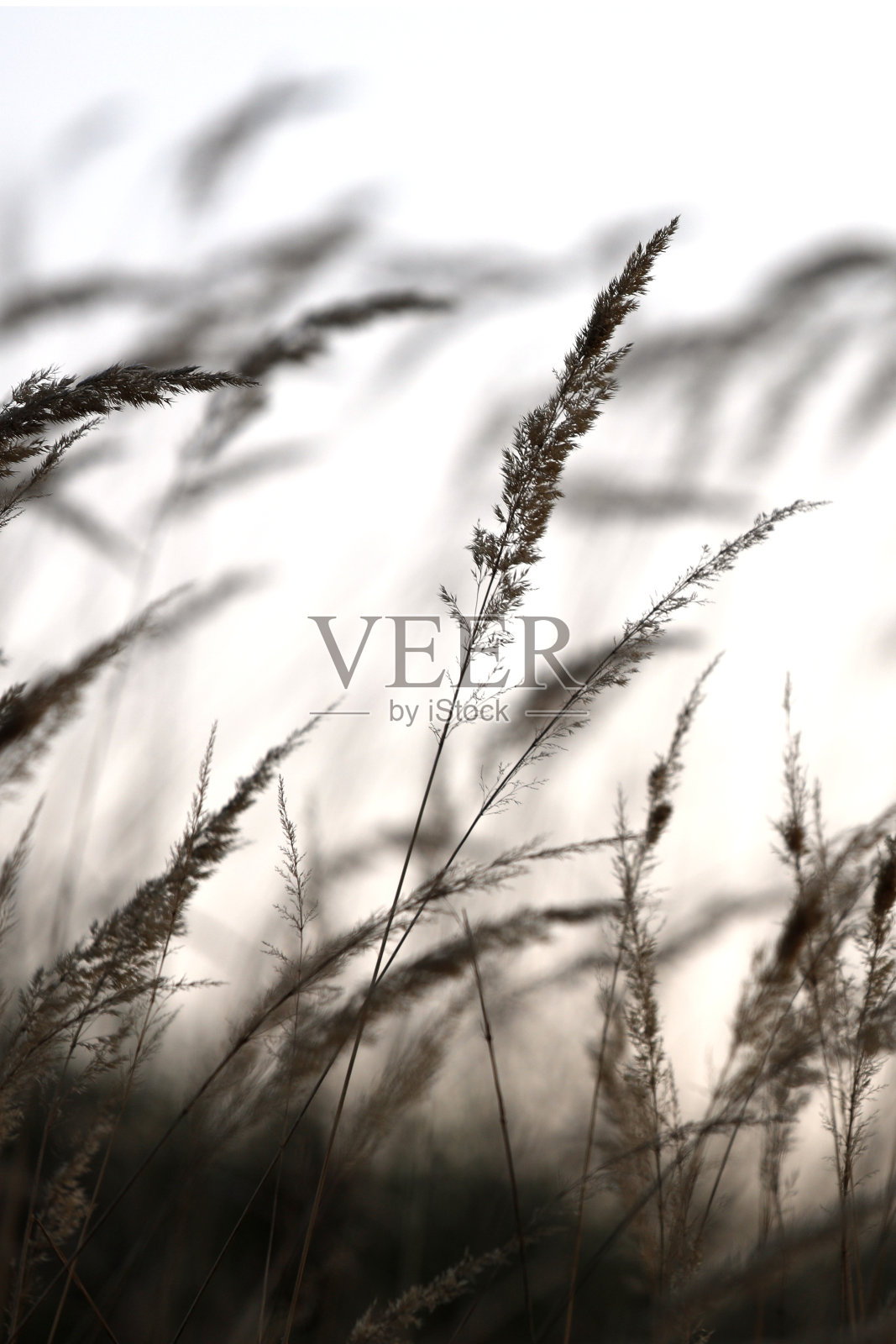 抽象的草特写与灯光背景。照片摄影图片