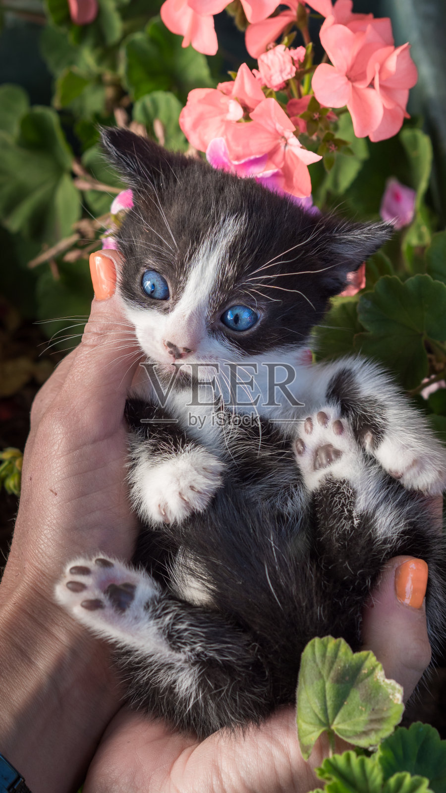 小猫芒奇金坐在女性的手上照片摄影图片