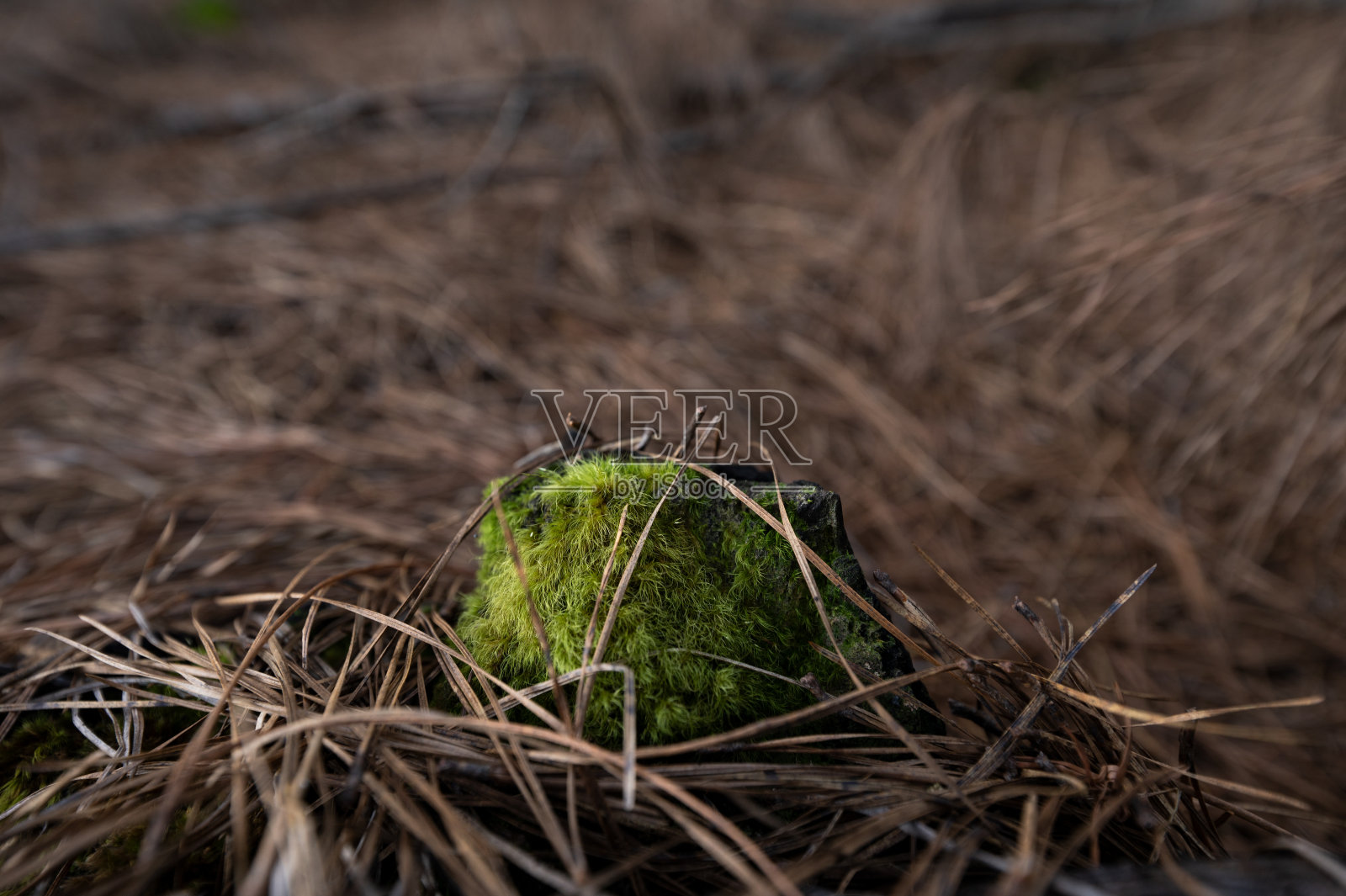 松树人工林地板上长满苔藓的矮树丛照片摄影图片