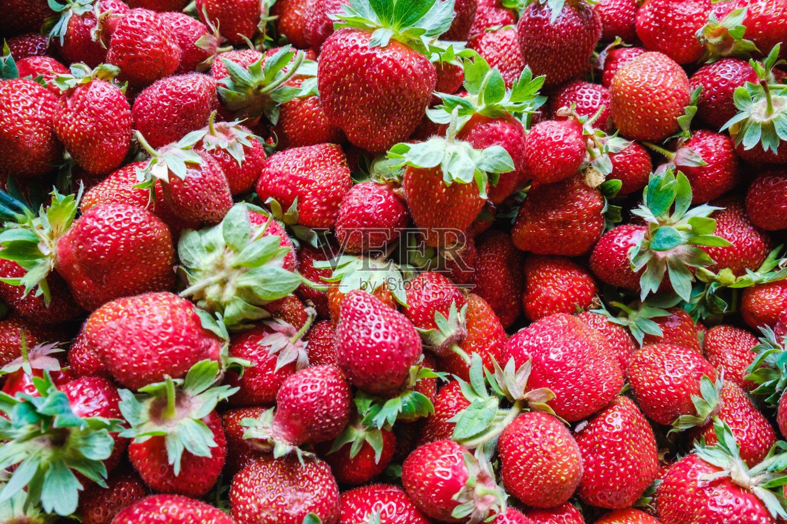 草莓健康,浆果成熟。收获照片摄影图片