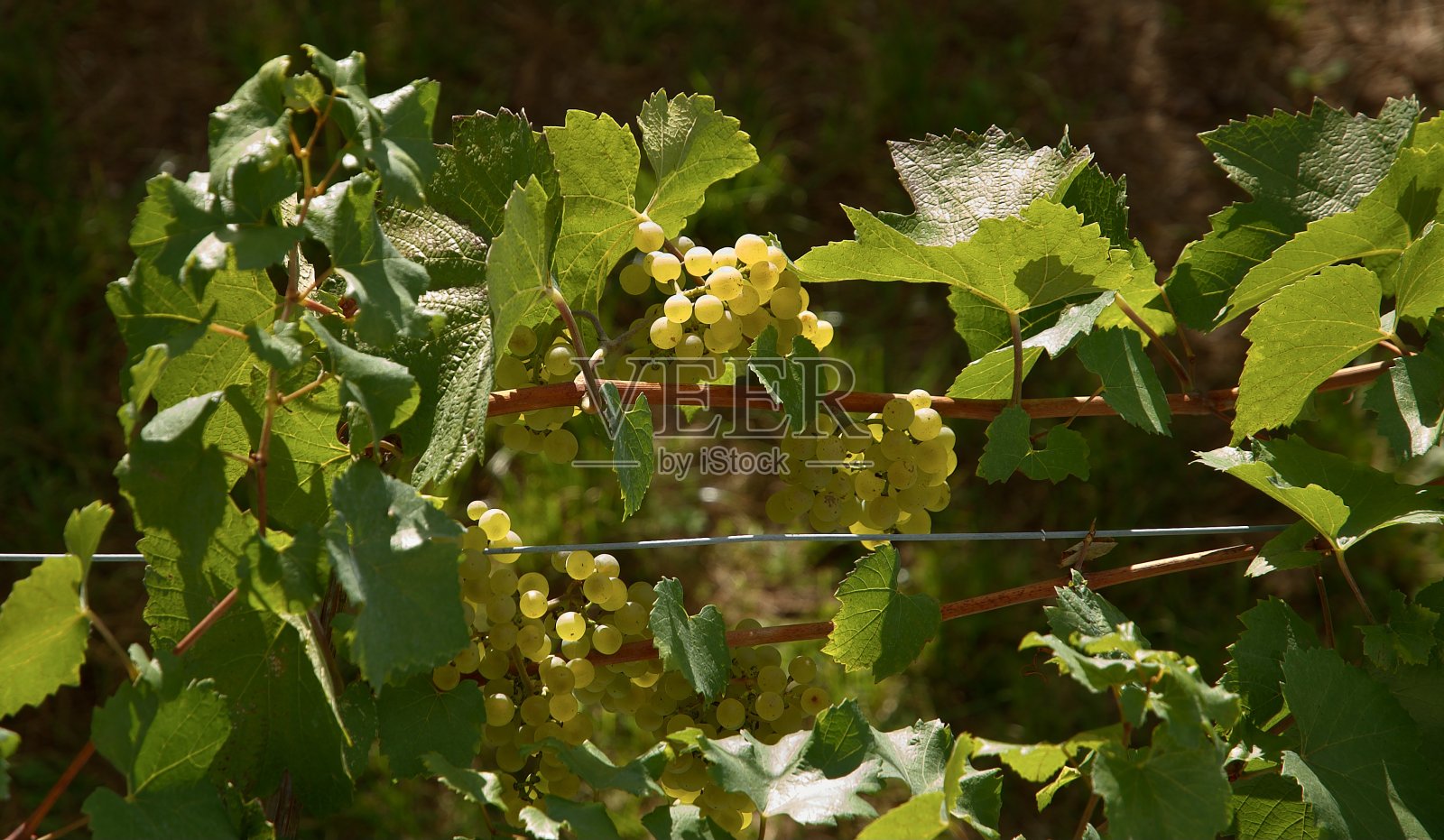 葡萄照片摄影图片