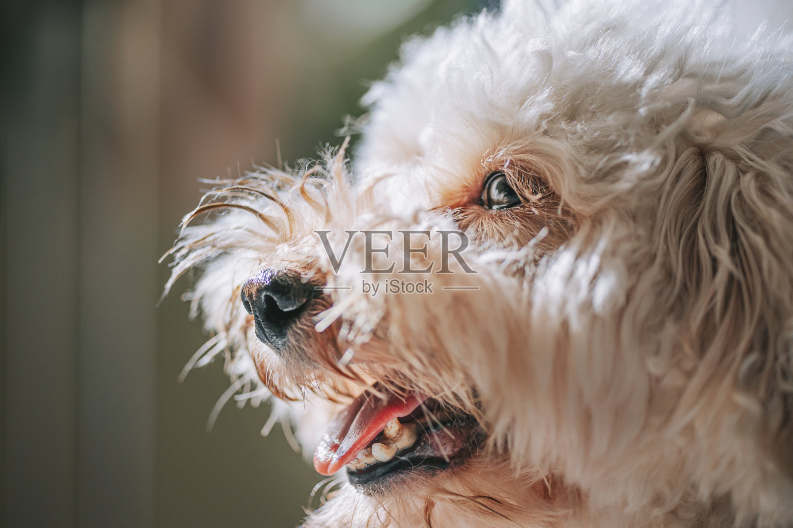 日落时分躺在客厅里的玩具狮子狗的宠物,舌头伸出来照片摄影图片