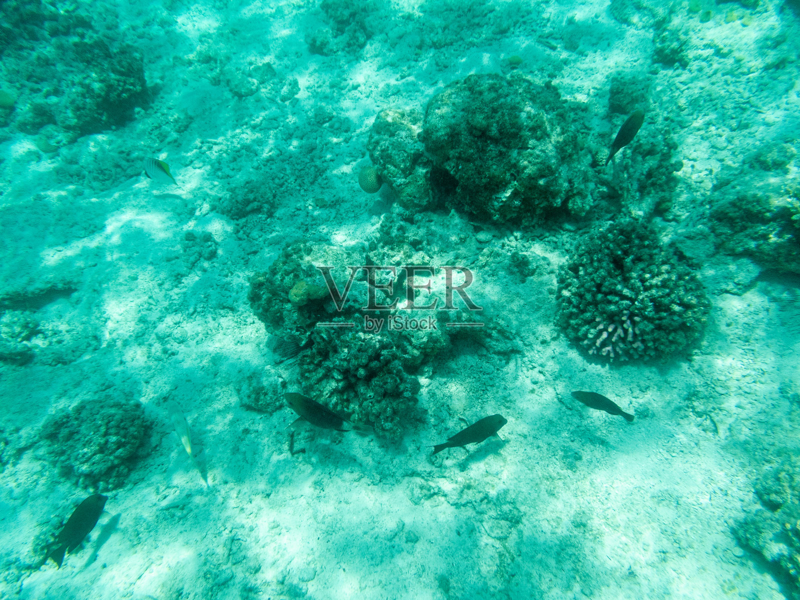 海底的鱼、珊瑚和藻类照片摄影图片