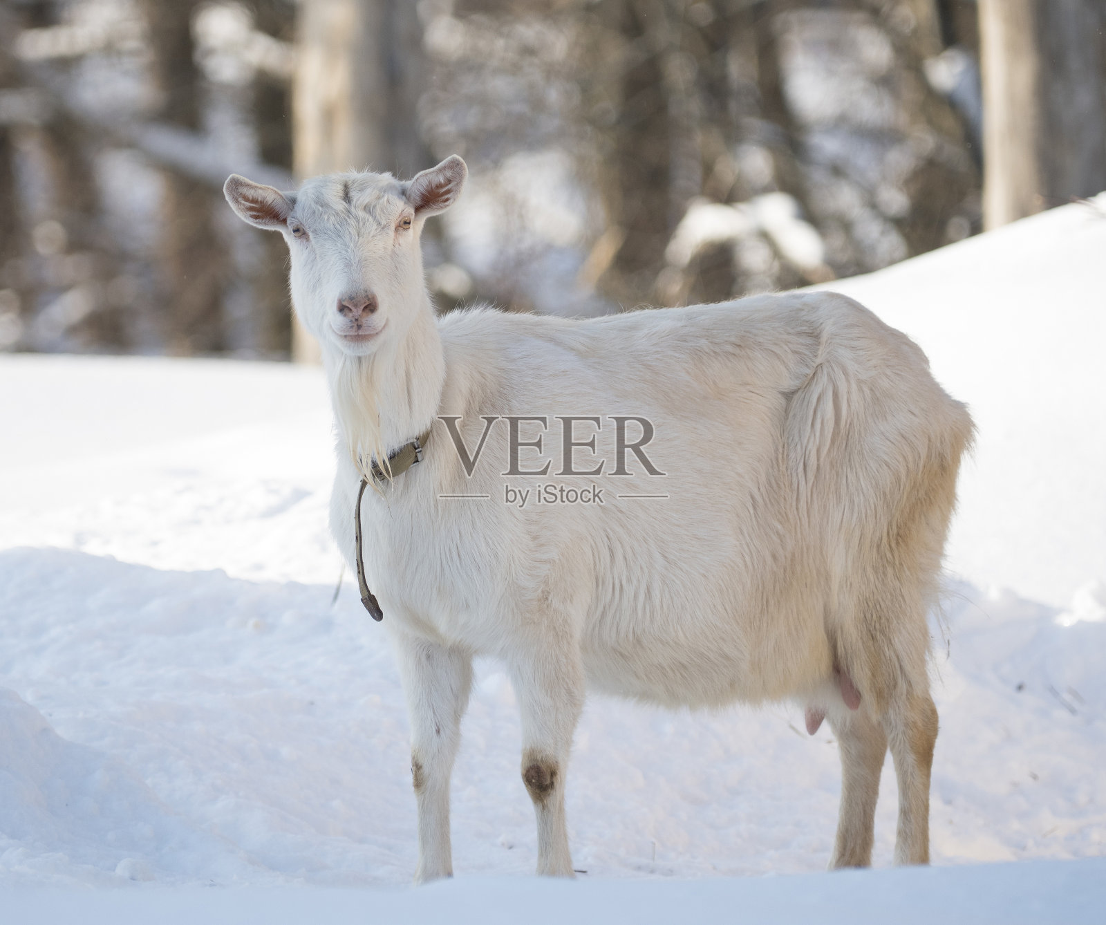 一只山羊在一个阳光明媚的冬日在户外照片摄影图片