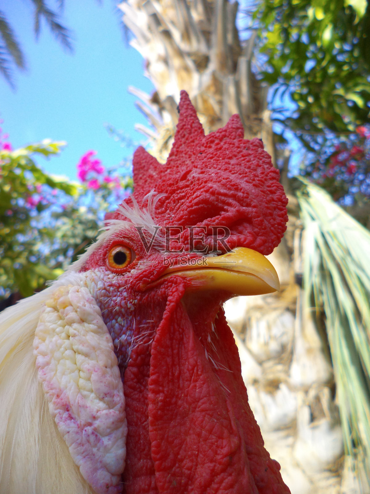 白公鸡肖像老鸡在花园,动物家近照片摄影图片