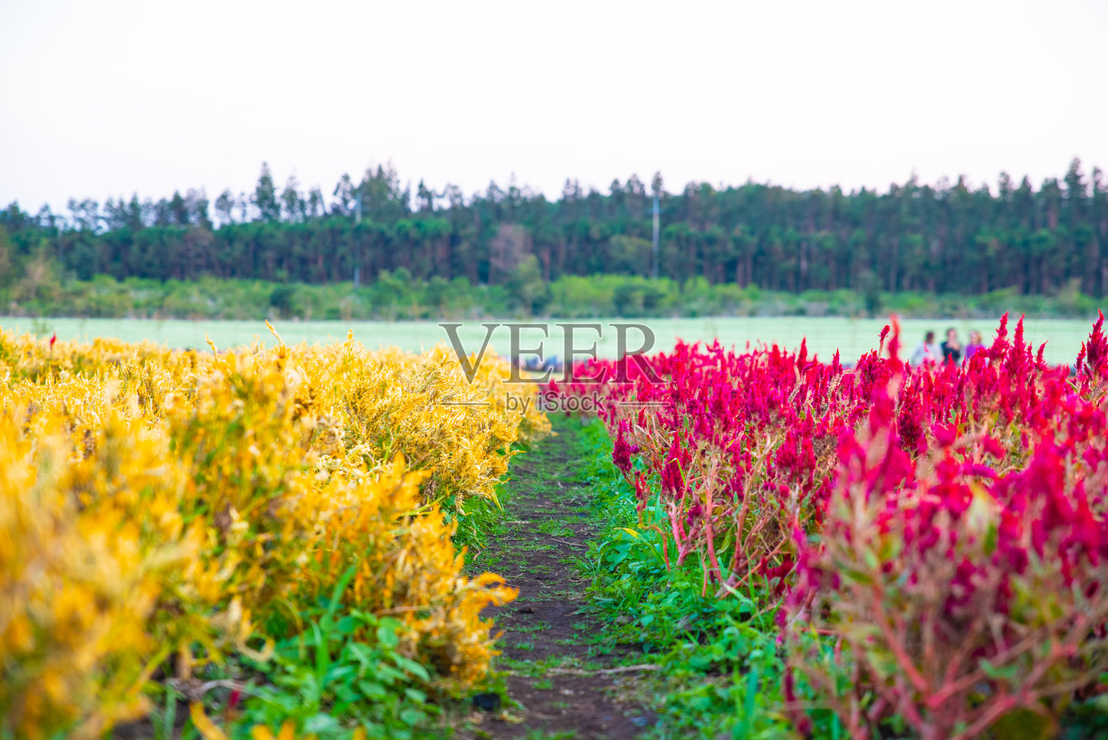 日落时分,田野上盛开着五颜六色的鲜花照片摄影图片