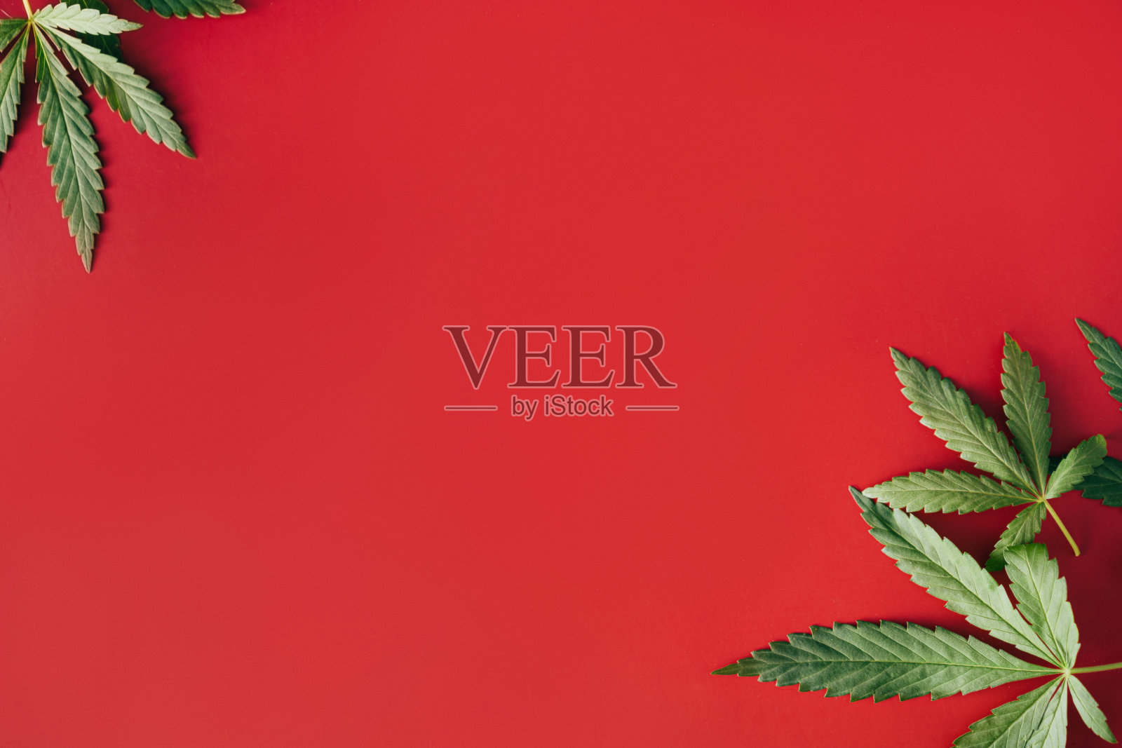 大麻叶子躺在红色的背景上照片摄影图片