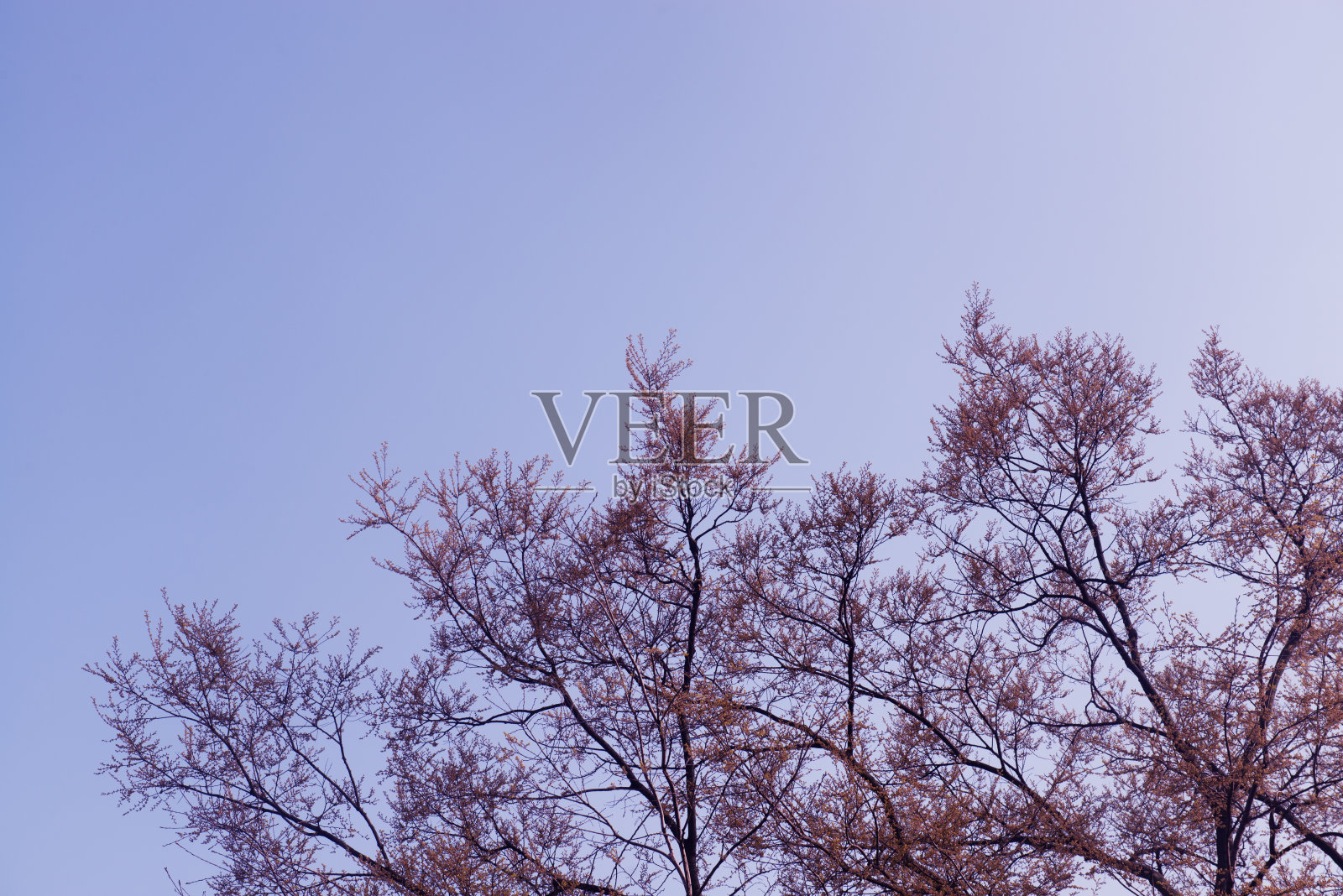 无叶枝上紫色照片摄影图片