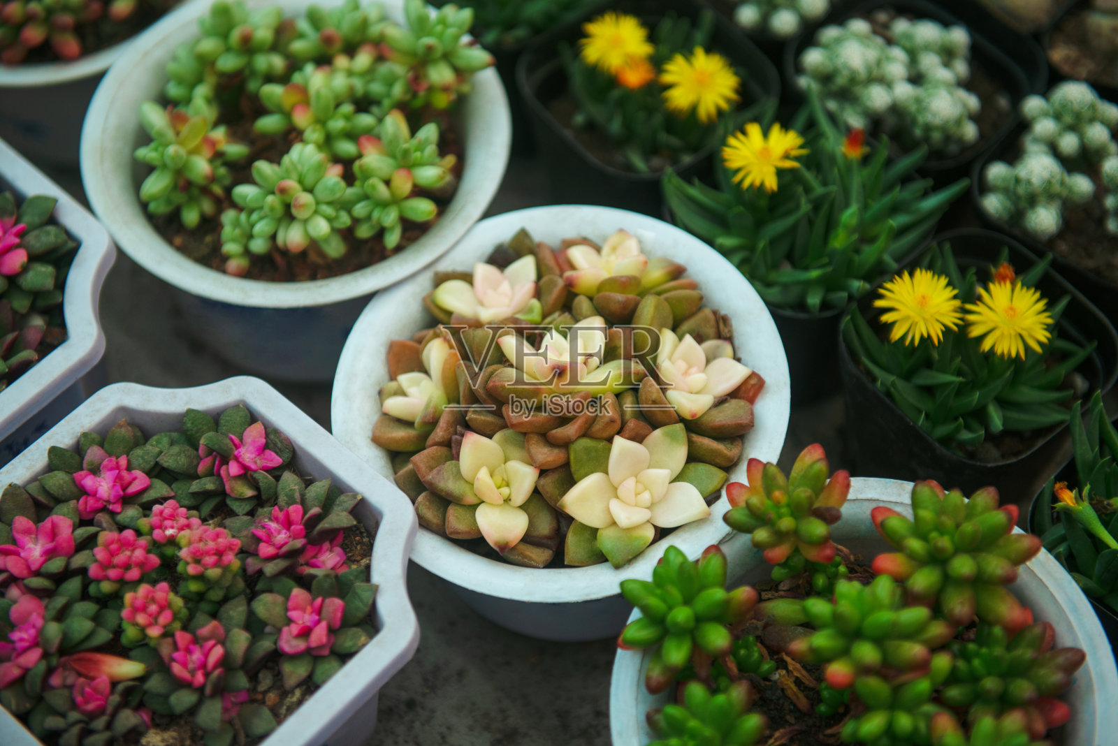 多汁的植物照片摄影图片