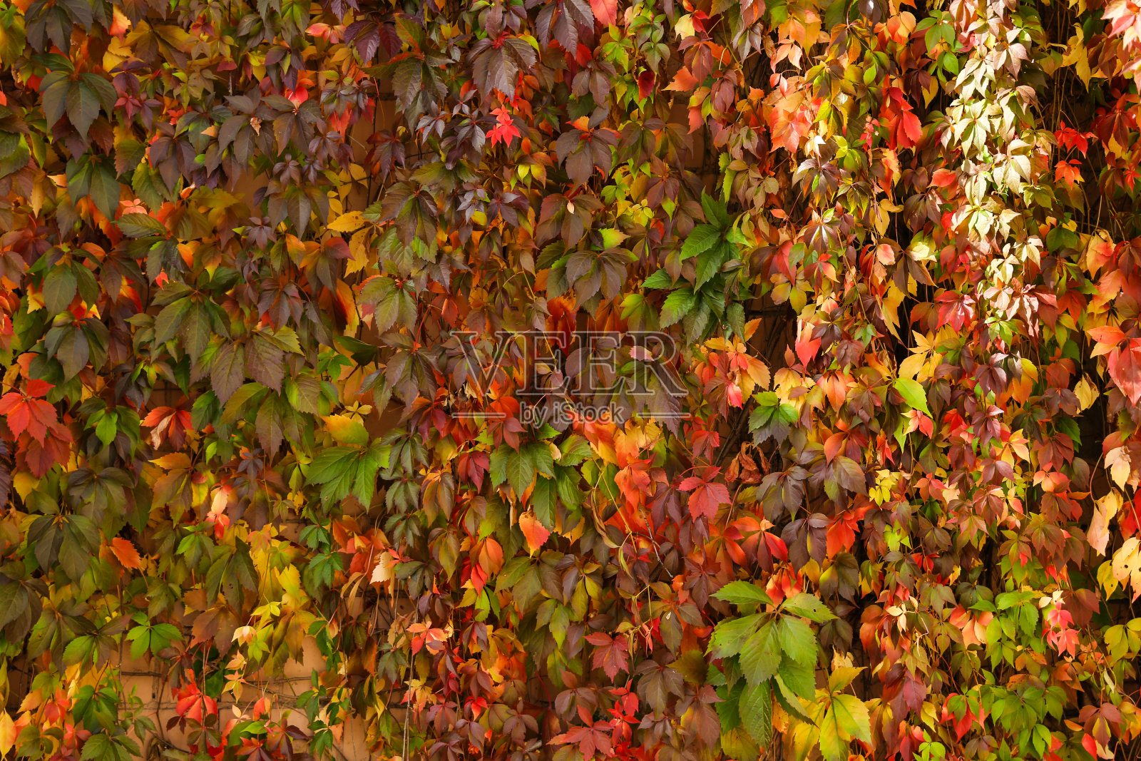 色彩斑斓的常春藤背景照片摄影图片