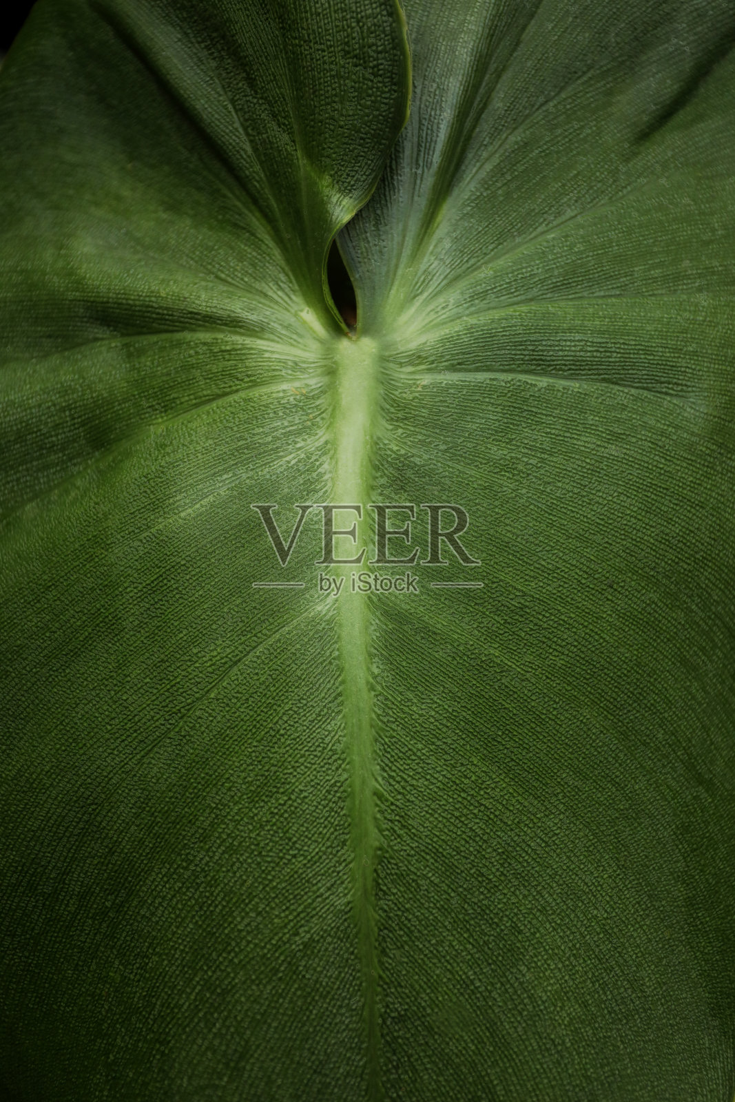 热带叶细节。照片摄影图片