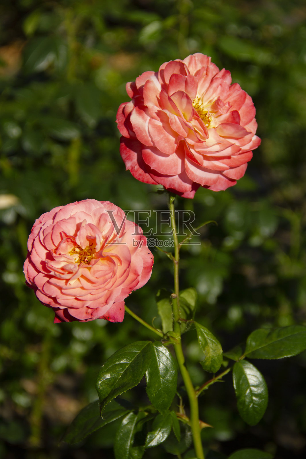 夏天的玫瑰花园照片摄影图片