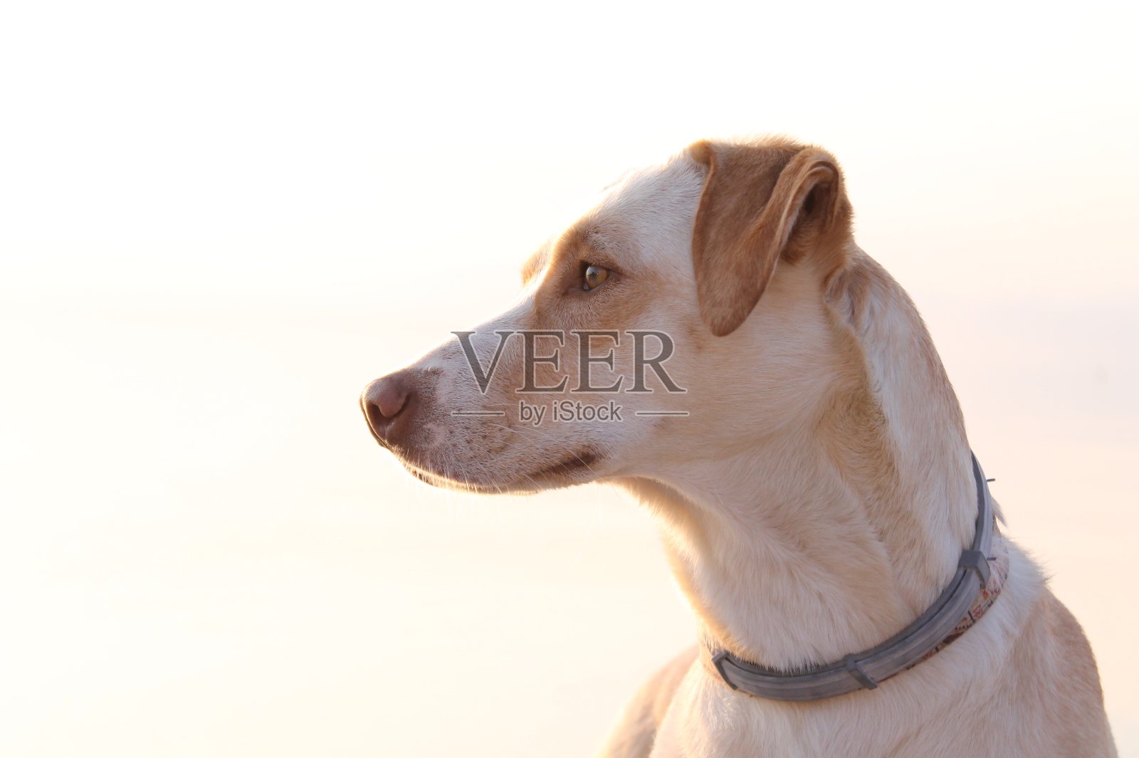 期待照片摄影图片