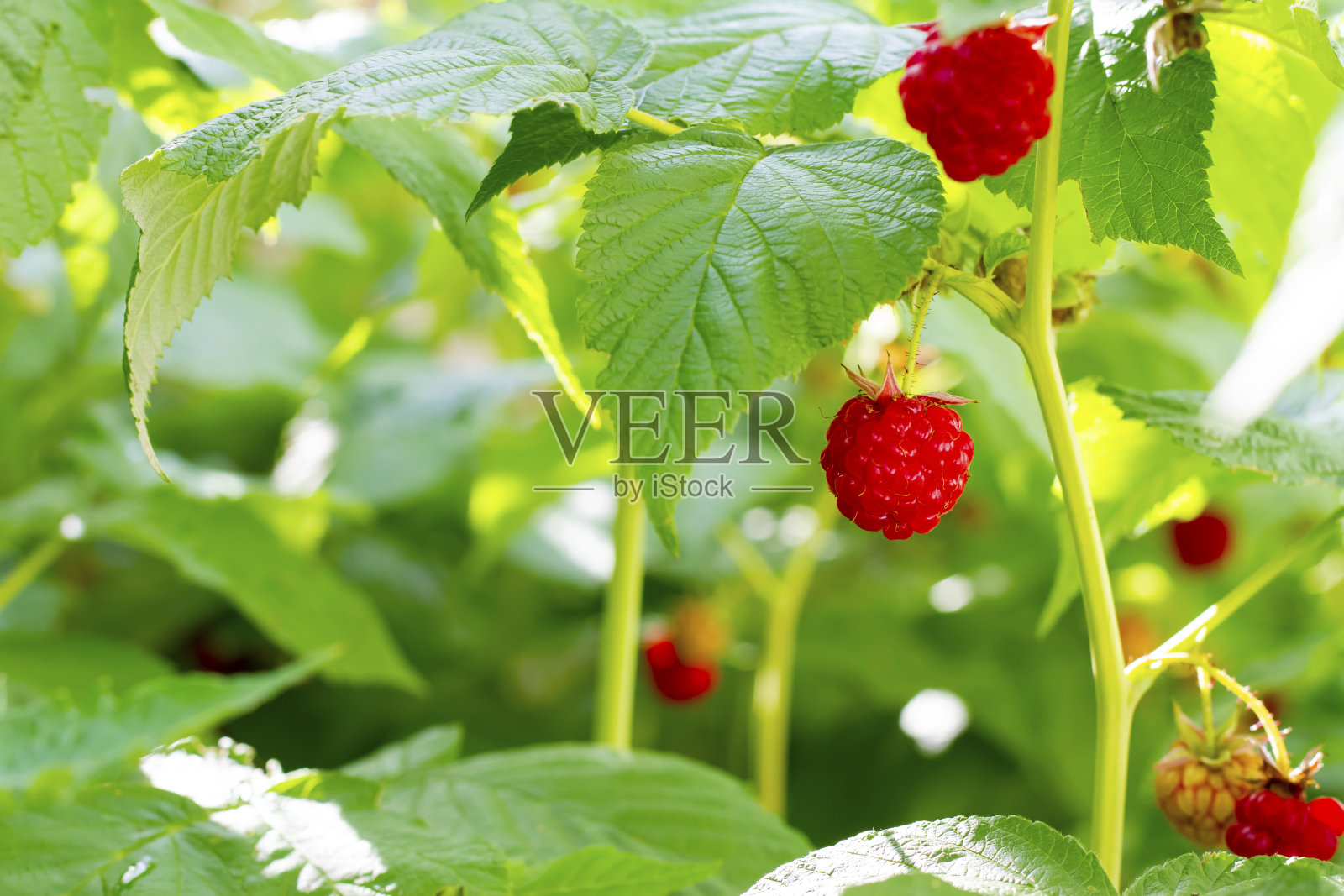 一丛多汁成熟的树莓照片摄影图片