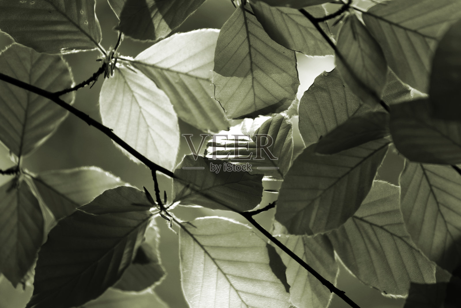 抽象的春天树叶。照片摄影图片